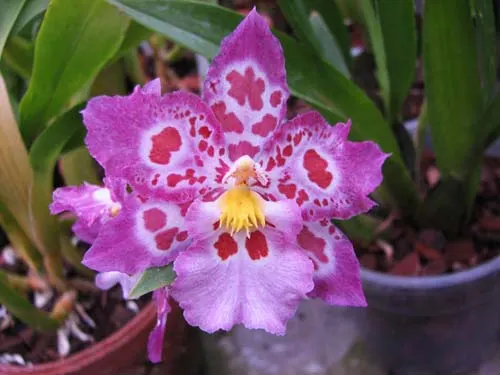 Zelglossoda Calico Gem 'Green Valley #1'