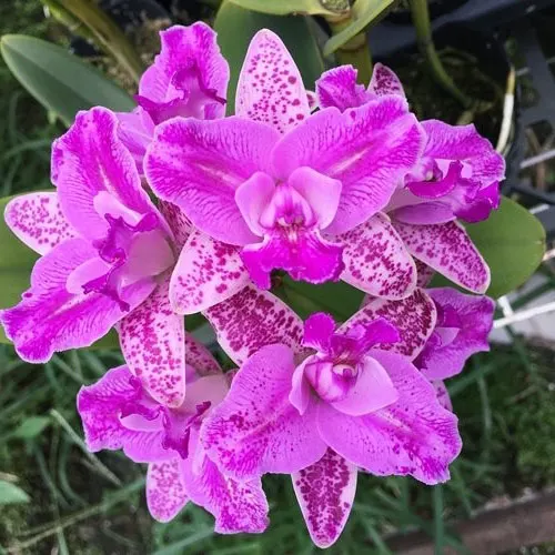 Cattleya Monte Elegante