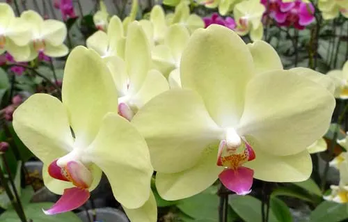 Doritaenopsis Fortune Saltzman