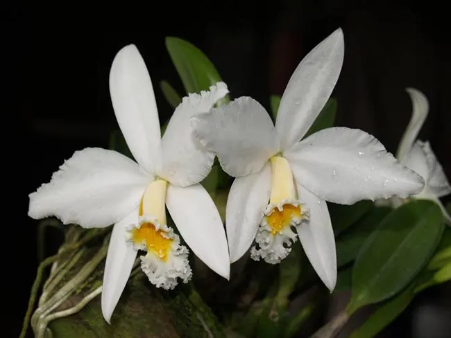 Laelia jongheana alba x self