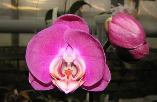 Doritaenopsis (Happy Smile x New Cinderella)