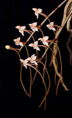 Aerangis somalensis
