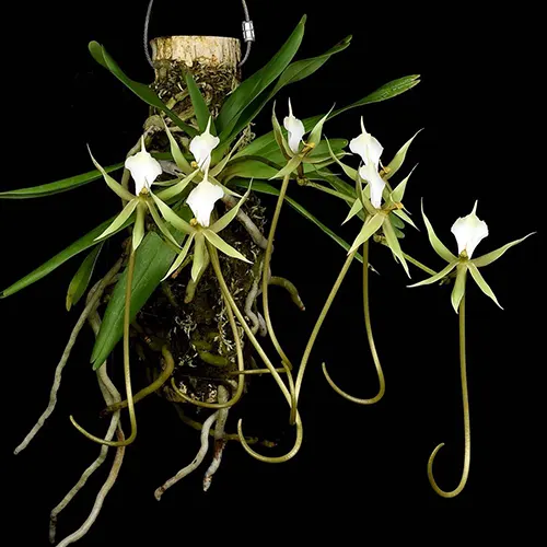 Plectrelminthus caudatus