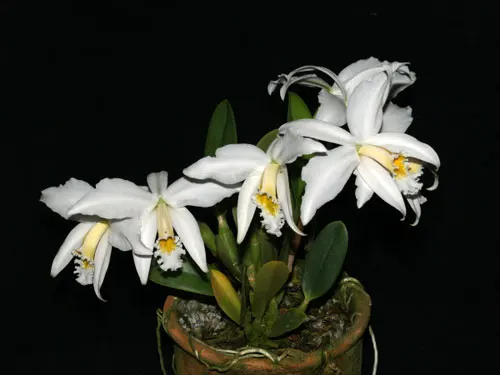 Laelia jongheana alba