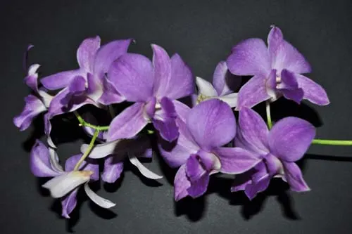 Dendrobium  Sakda Blue