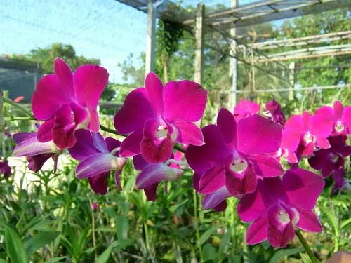 Dendrobium Red Bull