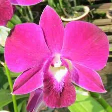 Dendrobium Gim Long Pink