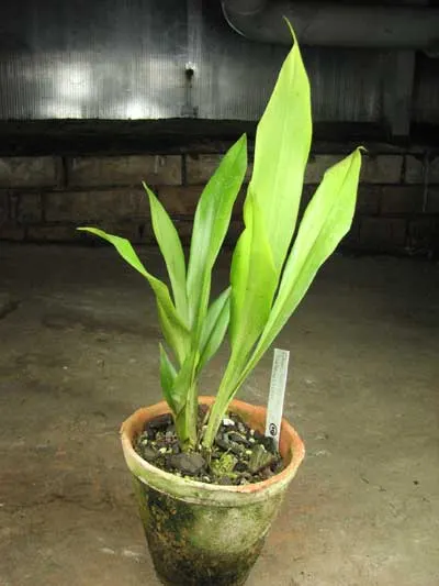 Chaubardiella heteroclita