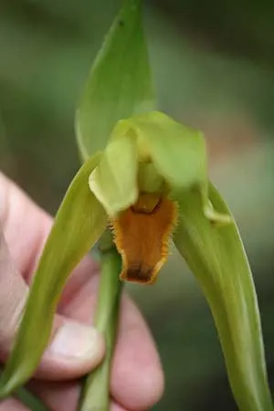 Ida heynderycxii