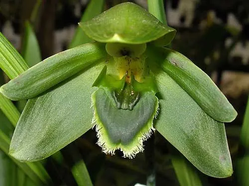 Ida locusta