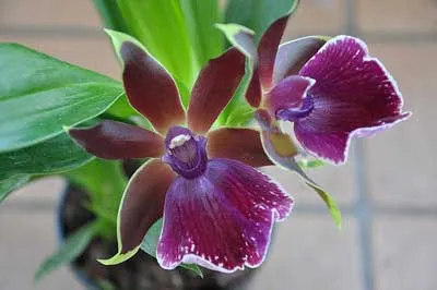 Zygopetalum 'Rhein Moonlight'