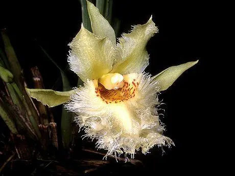 Chondroscaphe flaveola