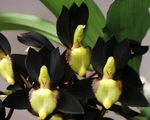 Catasetum tenebrosum