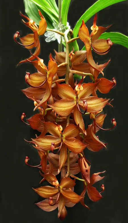 Cycnoches cooperi