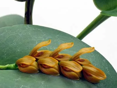 Цветки орхидеи Acianthera casapensis мелкие, горчичного цвета, цветонос появляется из основания листа. Распустившиеся цветы как будто лежат по центру листочка в ложбинке.