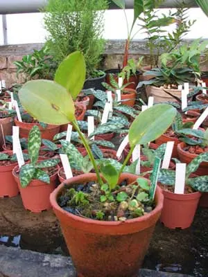 Цветки орхидеи Acianthera casapensis мелкие, горчичного цвета, цветонос появляется из основания листа. Распустившиеся цветы как будто лежат по центру листочка в ложбинке.