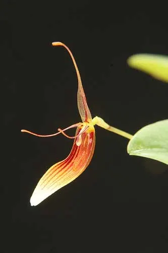 Restrepia trichoglossa