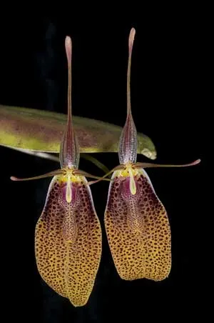 Restrepia elegans