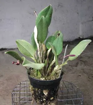 Restrepia elegans