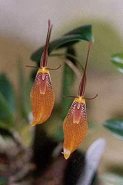 Restrepia antennifera