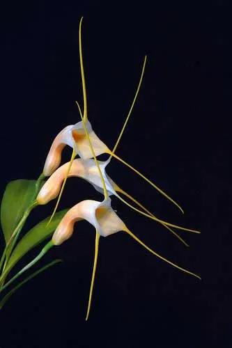Masdevallia constricta