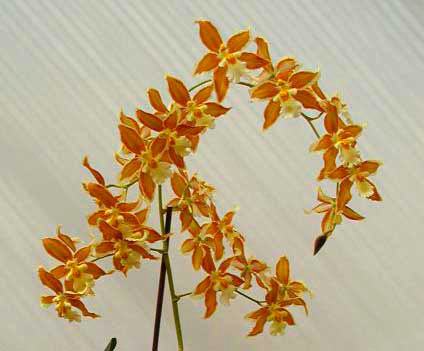 Odontoglossum trilobum x Odontocidium Tiger Glow
