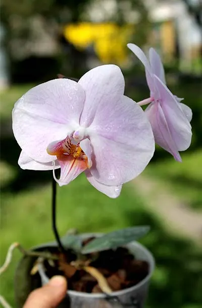 (Phalaenopsis schilleriana x Phalaenopsis Hwafeng Redjewel) 'Pink Angel'