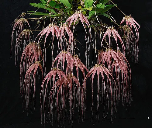Bulbophyllum Elizabeth Ann