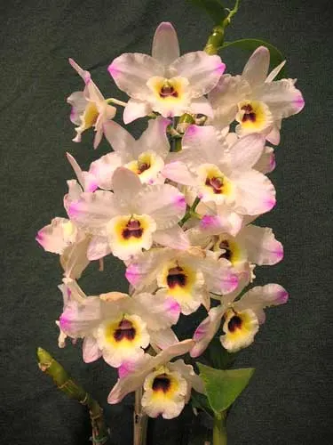 Dendrobium Christmas Chime x Dendrobium Oriental Smile