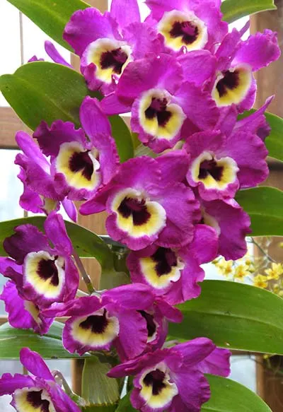 Dendrobium Emperor x self