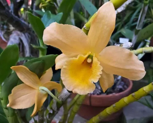 Dendrobium Gold Star x Dendrobium Star Glory