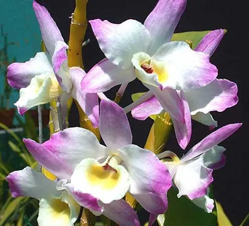 Dendrobium Mild Yumi x Dendrobium Utopia