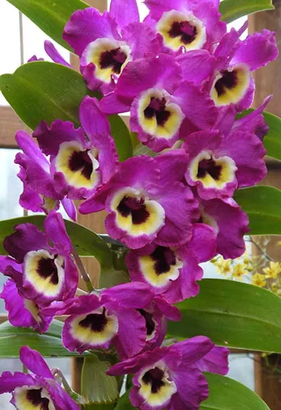 Dendrobium Red Emperor