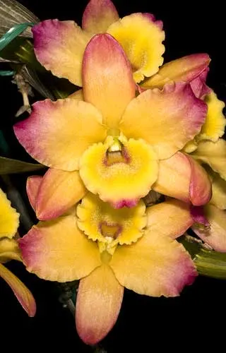 Dendrobium Super Dream 'Flame'