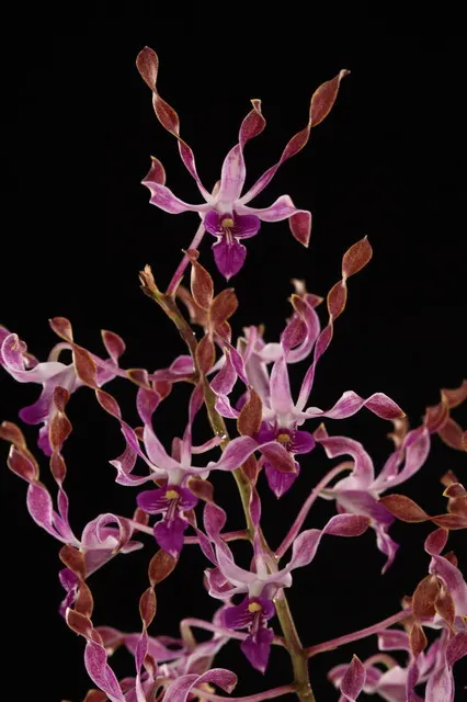 Dendrobium Tengkwei