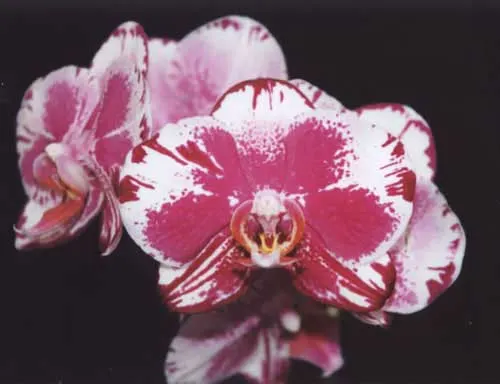 Doritaenopsis (Black Butterfly x Minho Stripes) \'Kitty Cat\'