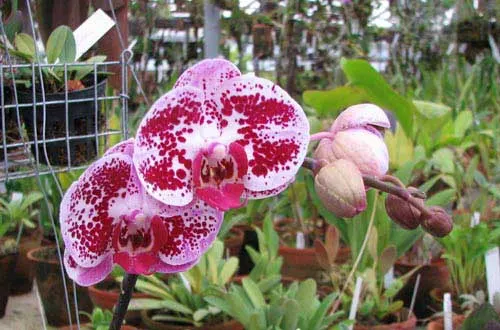 Doritaenopsis Chain Xen Pearl