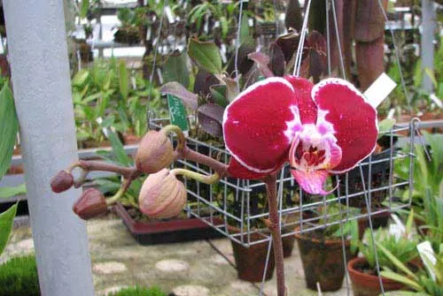 Doritaenopsis Ever Spring Pioneer \'O-1\'