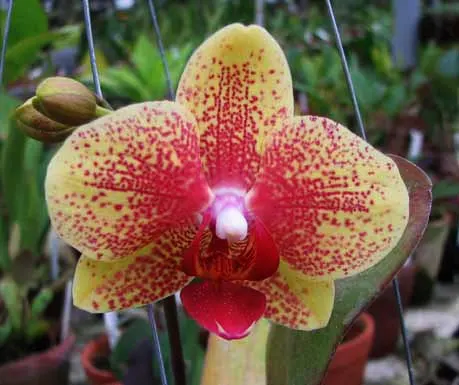 Doritaenopsis I-Hsin Golden Prince