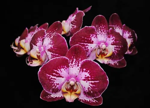 Doritaenopsis Jiuhbao Fairy 'ORCHIS'