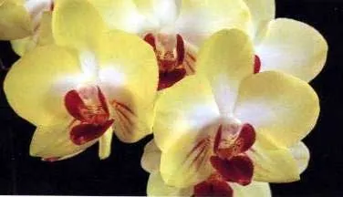 Doritaenopsis King Shiang\'s Baby \'Yellow Kitty\'