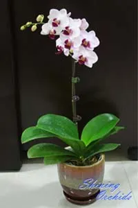 Doritaenopsis Little Gem Stripes 'No.1'