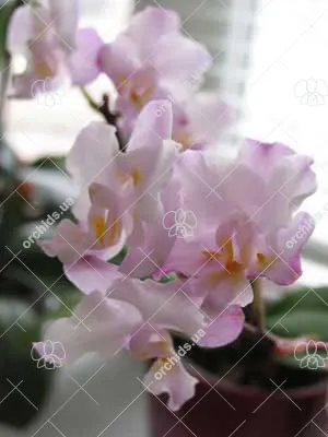 Doritaenopsis Lius Sakura