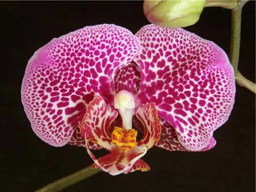 Doritaenopsis Mei Dar Prince 'M.D.'