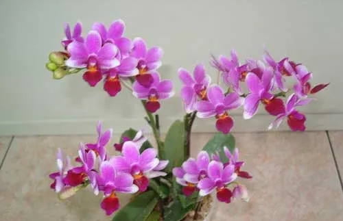 Doritaenopsis Meidarland Annaberry 'Meidarland'