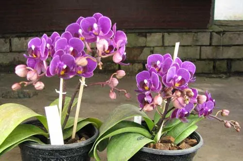 Doritaenopsis Sogo Berry