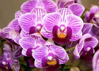 Doritaenopsis Sogo Vivien
