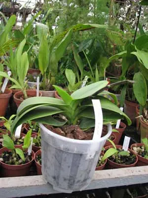 Doritaenopsis Sogo Vivien
