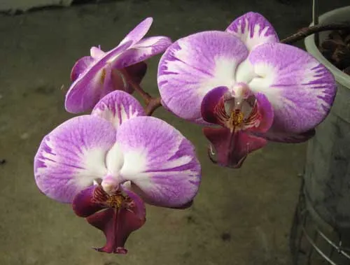 Doritaenopsis Taisuco Candystripe 'NO1'
