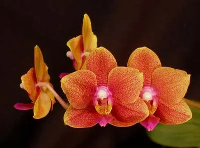 Doritaenopsis Tzu Chiang Orange 'ORCHIS'